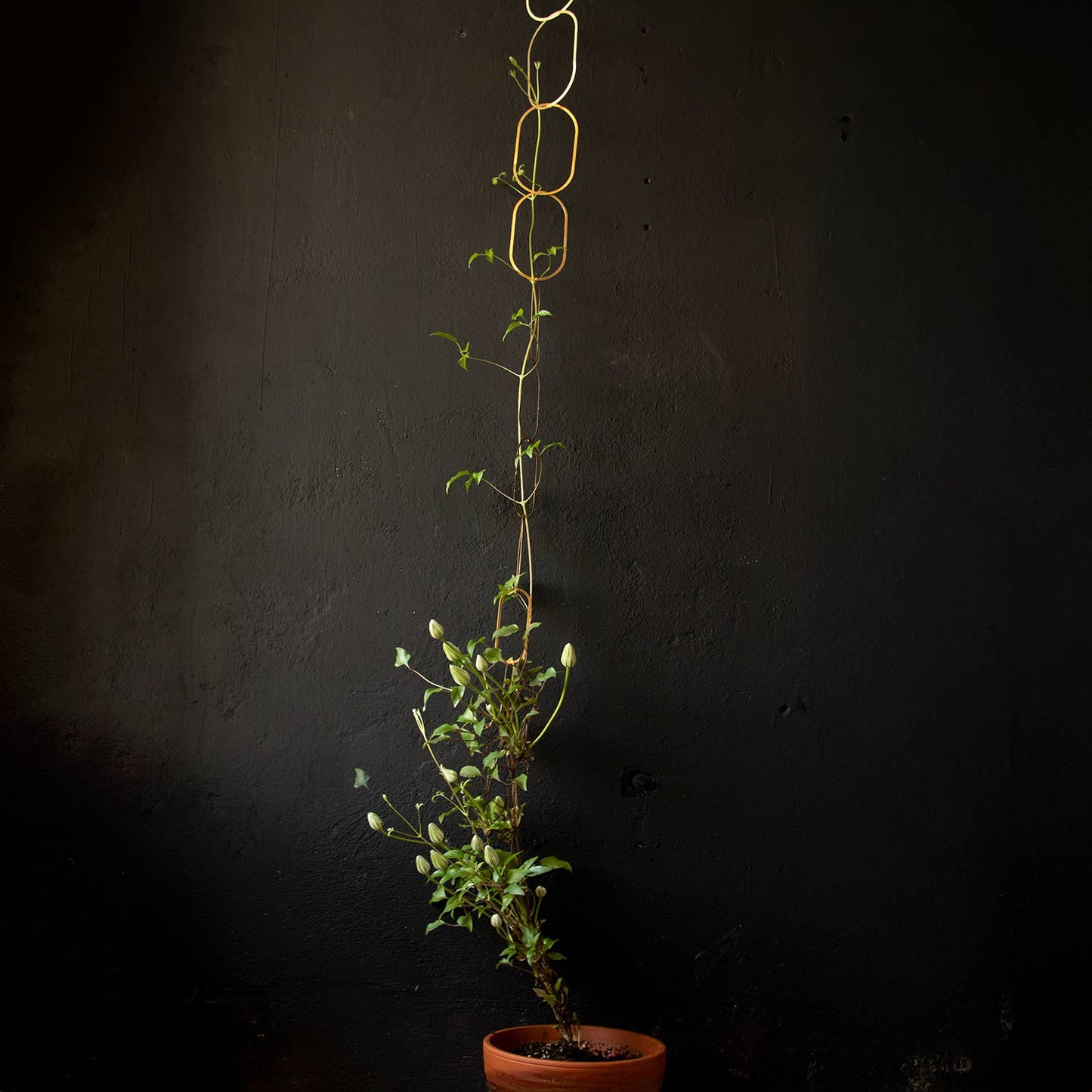 Gouden Messing Ketting – Klimplantensteun