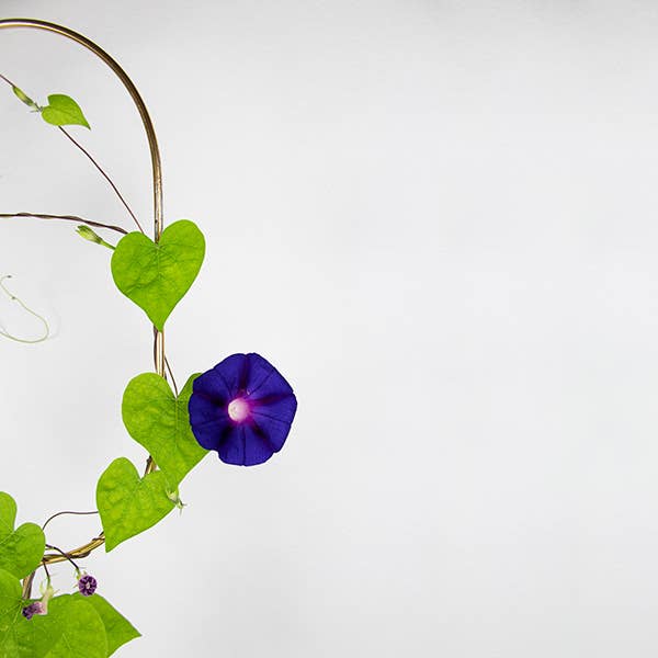 Klim bloemen zaden mix