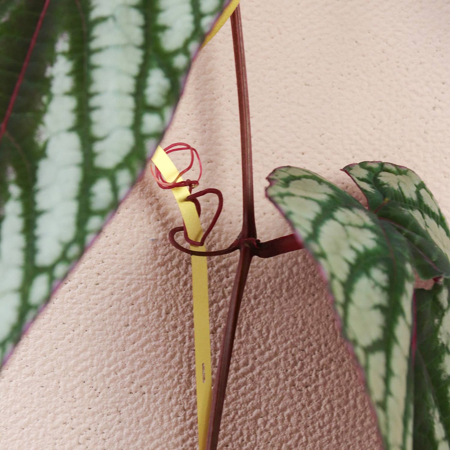 Gouden Messing Ketting – Klimplantensteun
