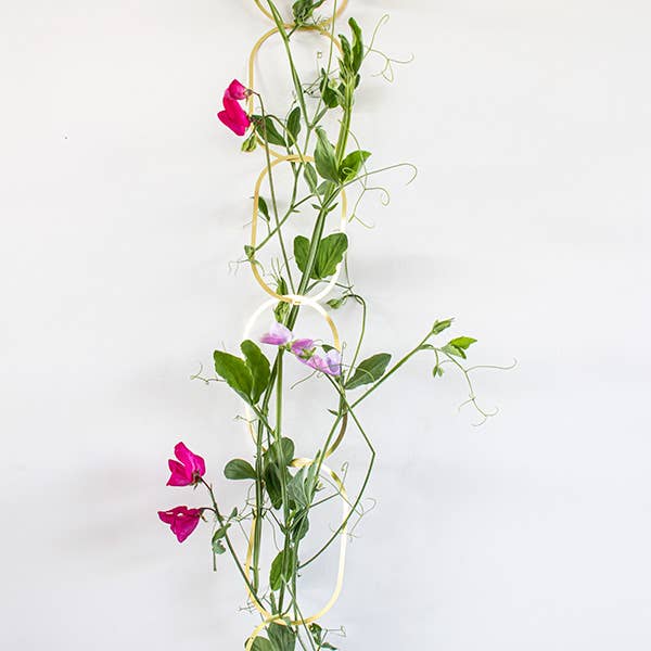 Klim bloemen zaden mix