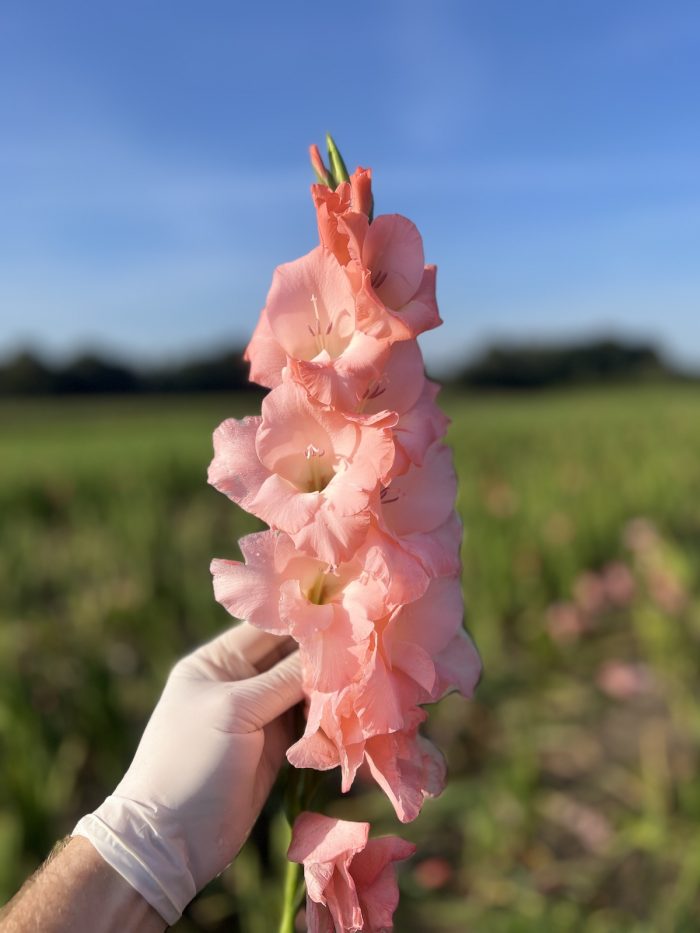 Nijmeegs Gladiolen Voetenbadje 2025 Limited Edition – 180gr.