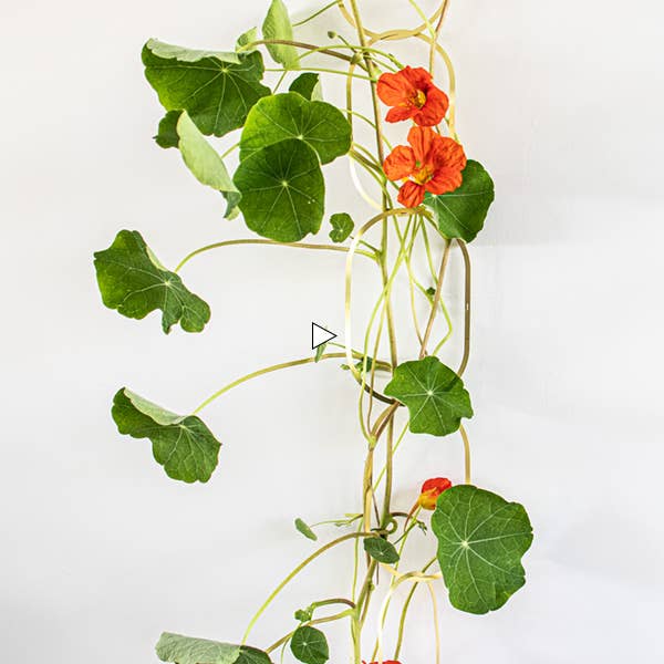 Klim bloemen zaden mix