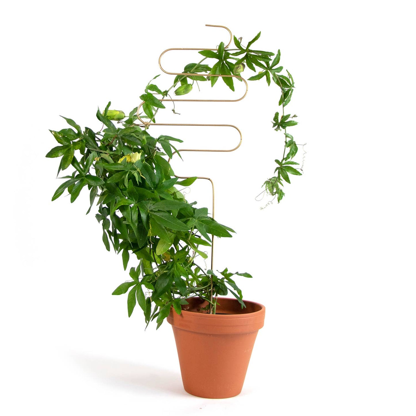 Gouden plantensteun van metaal voor klimplanten – Squiggle
