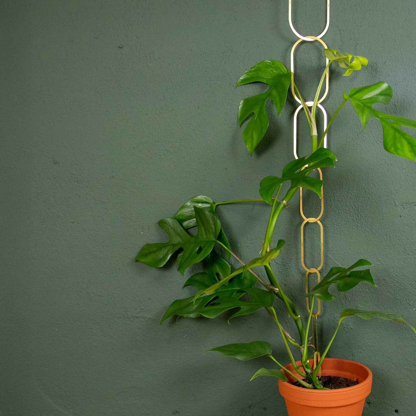 Gouden Messing Ketting – Klimplantensteun
