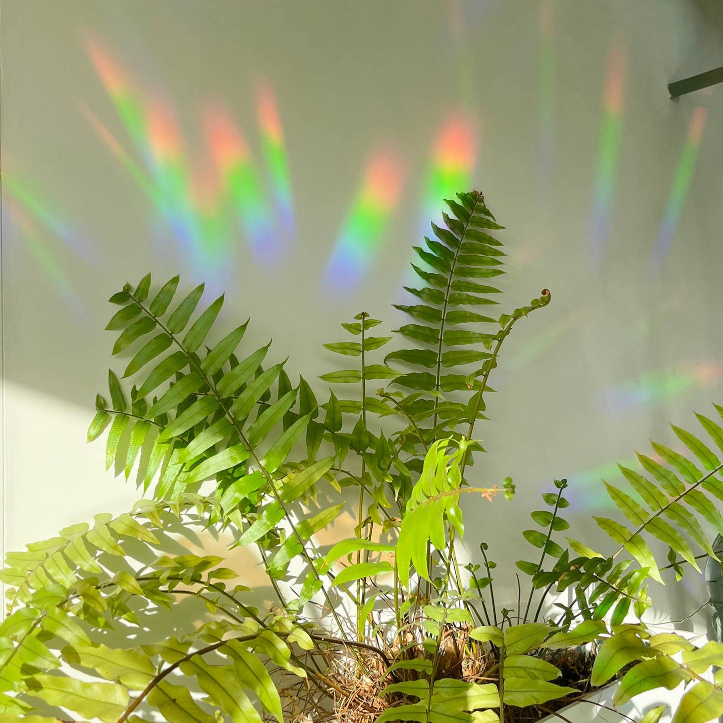 Regenboog Raamticker – Plantenparadijs