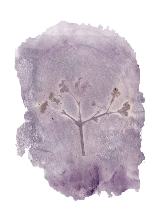 Plant in Print - kaart Vrouwenmantel 1
