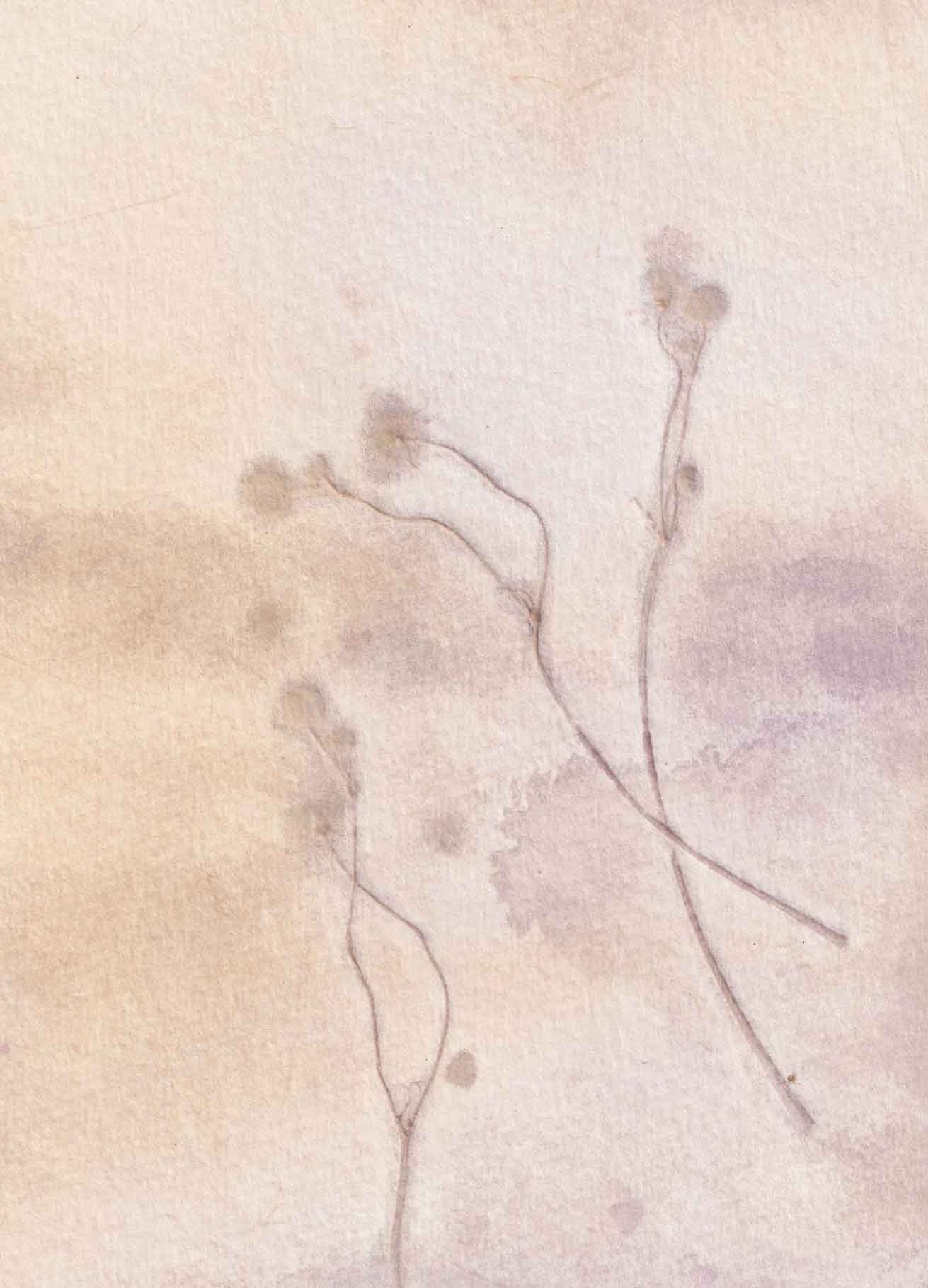 Plant in Print - kaart Boterbloem 1