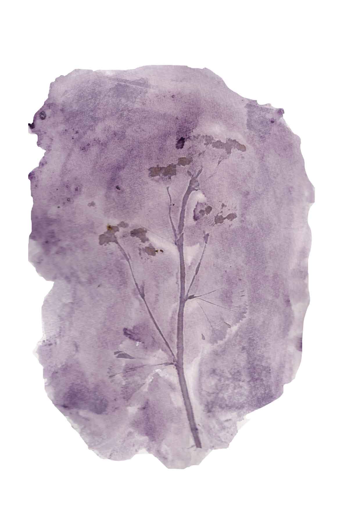 Plant in Print - kaart Vrouwenmantel 2