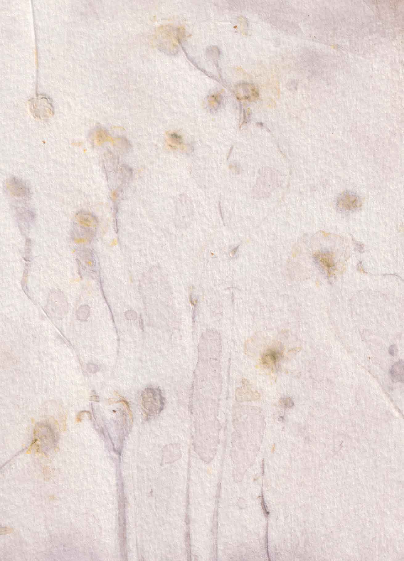 Plant in Print - kaart Boterbloem 2